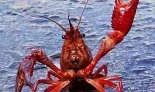 日本禁止出售小龙虾 日本禁止出售小龙虾